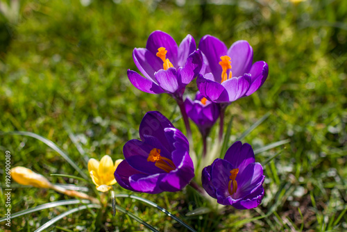Wallpaper Mural crocus flowers in the garden -  spring flowers Torontodigital.ca