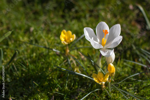 Wallpaper Mural crocus flowers in the garden -  spring flowers Torontodigital.ca