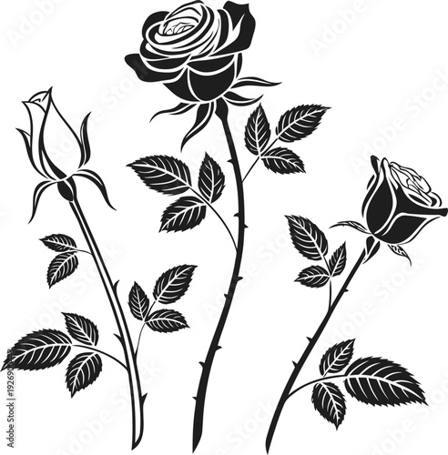 Black and white illustration of three roses with leaves and thorns on white background