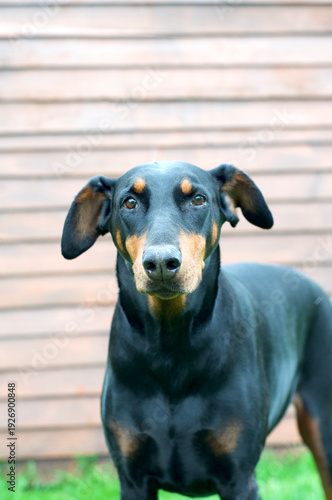 Doberman dog in the garden