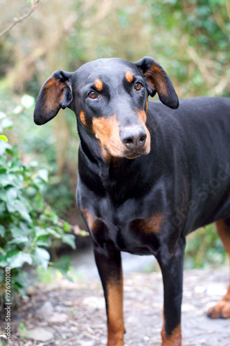 Doberman dog in the garden