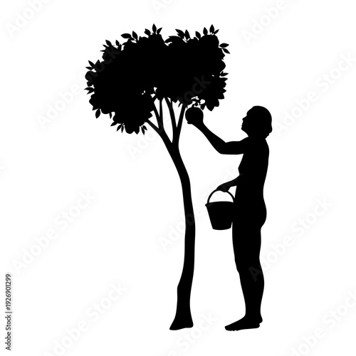 Person collecting fruits from a large tree in a garden Vector