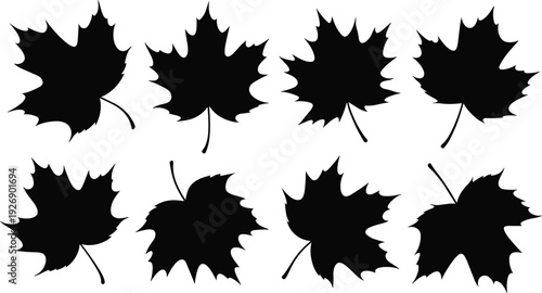 Seven black maple leaves with different shapes and sizes on a white background