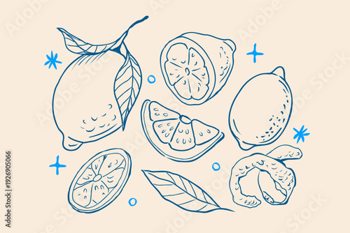 Hand drawn whole, half and sliced lemons vector illustration with zest and leafy branches. Vintage style for citrus restaurant menu, packaging.