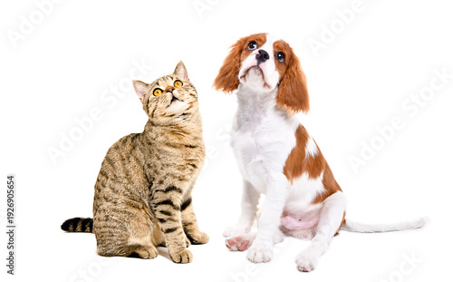 Spaniel puppy and Scottish Straight cat sitting together, isolated on white background