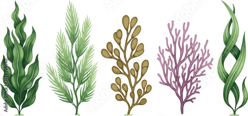 Seaweed and Coral Collection Vector Illustration Featuring Green Brown and Purple Marine Algae Isolated on White Background