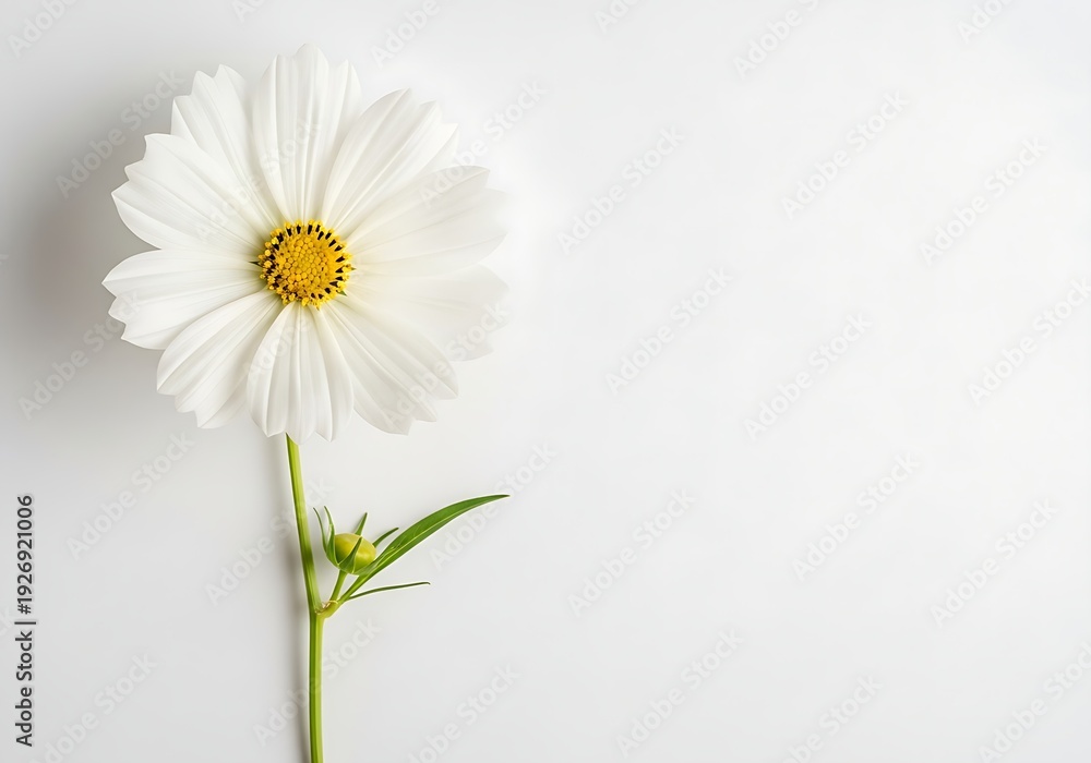 Obraz premium A delicate white cosmos flower with a vibrant yellow center and green stem isolated on a minimalist white background.