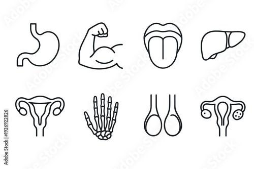 set of hand drawn medical and anatomical icons including stomach, muscle, tongue, liver, uterus, hand bones, testicles, and female reproductive system