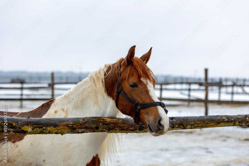 Obraz premium Pinto Horse In Winter