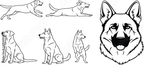 German Shepherd Dog Outline Set with Running, Sitting and Standing Poses and Detailed Head Portrait Line Art for Pet Illustration and Breed Design