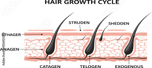 Hair Growth Cycle Infographic Showing Anagen Catagen Telogen and Exogen Phases with Hair Follicle Structure, Shedding Process and Scalp Anatomy Vector Illustration