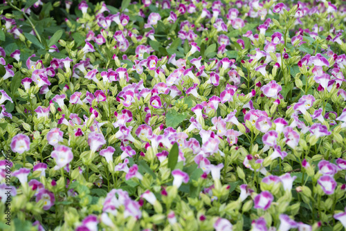 Wallpaper Mural Beautiful bluewings (torenia fournieri) flowers. Torontodigital.ca