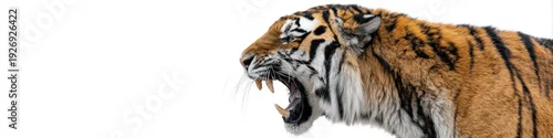 Tapety Side profile of a roaring bengal tiger on white background