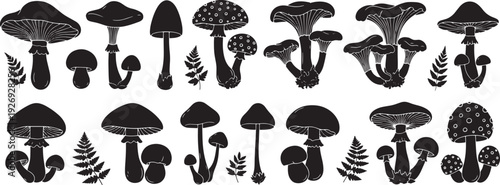 Mushrooms and Ferns in Nature