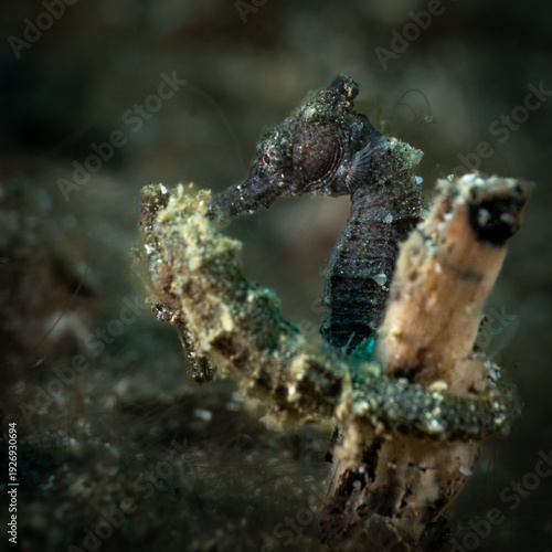 Detailed view of seahorse prehensile tails grasping a natural debris substrate