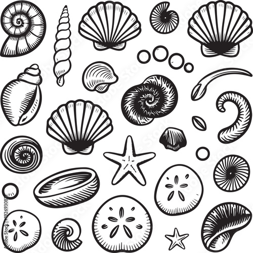 Black and white illustration of various seashells and starfish