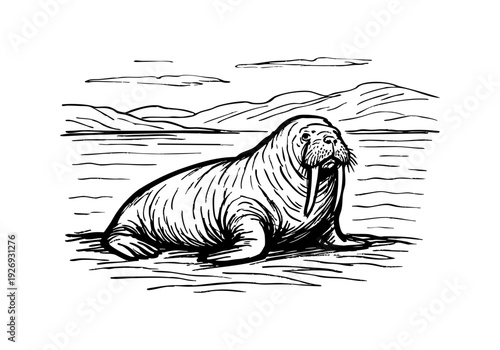Walrus hand drawn simple sketch vector illustration