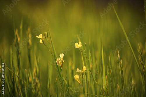 Delicate yellow wildflowers bloom gently in a sun-drenched meadow with soft green grass