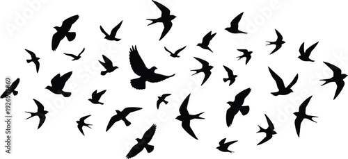 Flying bird silhouette collection featuring swallows and pigeons in various flight poses, black vector illustration set isolated on white background for nature and logo design.