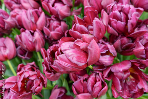 Purple Tulips Alison Bradlley. Tulip buds with selective focus. Magenta Tulipa