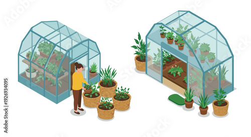 woman gardening with potted plants near two glass greenhouses isometric illustration