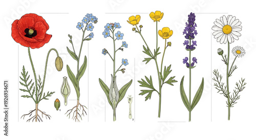 Detailed botanical illustration featuring poppy, forget-me-not, buttercup, lavender, and chamomile flower specimens