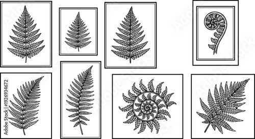 Set of vintage fern botanical illustrations in frames, detailed black line art vector collection isolated on white background for wall decor and design.