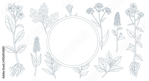 Delicate line art botanical illustration featuring an assortment of wild plants and blooming flowers elegantly arranged around a versatile empty circular frame.