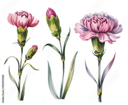Elegant pink carnation floral collection in delicate watercolor with natural petal layering and leafy details.
