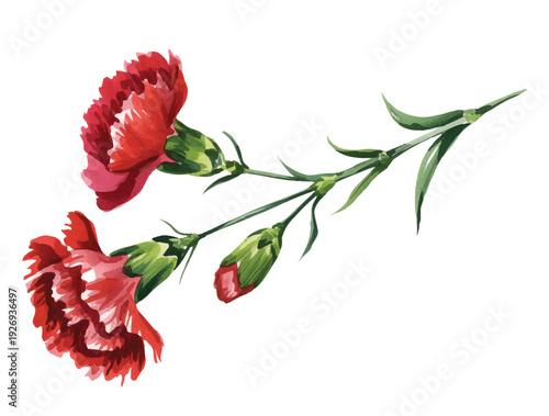Bold scarlet carnation blooms and buds in traditional watercolor with graceful slender stems.