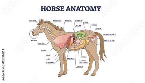 Horse anatomy illustration with labeled internal organs and body parts