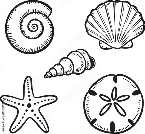 Black and white illustrations of various ocean shells and sea creatures