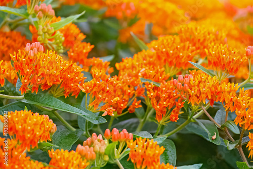 Foto Butterfly Milkweed, Asclepias tuberosa, in bloom