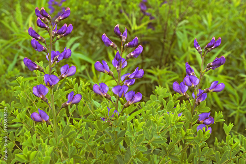 False blue indigo, Baptisia australis.