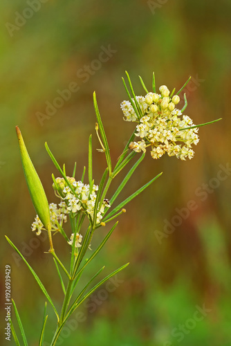 Whoreled milkweed, Asclepias verticillata.