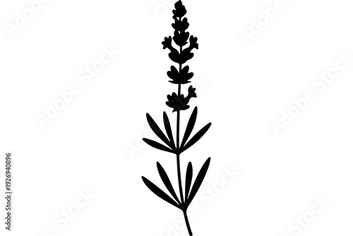 Black and White Botanical Flower Illustration - Tall Spiked Bloom