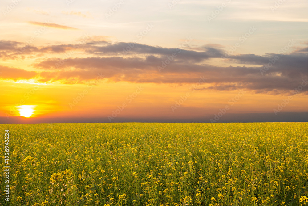 Fototapeta premium A rapeseed flower field at sunset