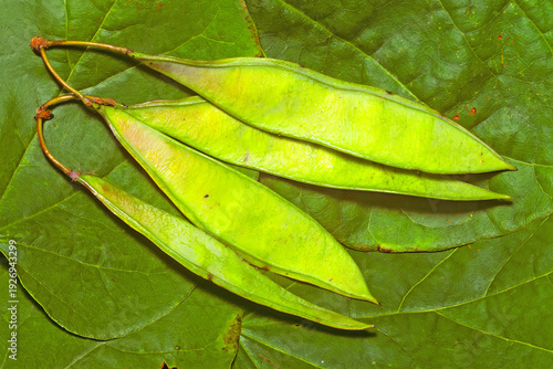 Eastern Red bud, Cercis canadensis, legumes