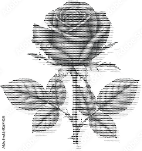 nature visual black white rose radiant flower halftone illustration poster