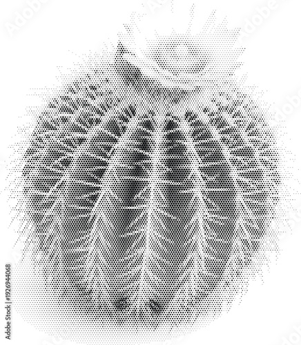 nature visual black white cactus radiant plant halftone illustration poster