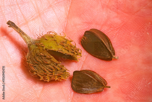 American beech (Fagus americanus) fruit and nuts