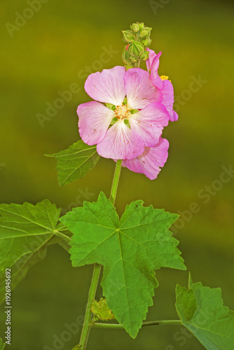 Kankakee Mallow, Iliamna remota, in bloom.