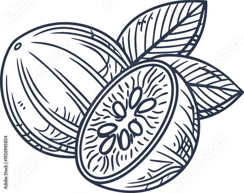Hand drawn feijoa fruit illustration with leaves, whole and sliced tropical fresh fruit detailed drawing