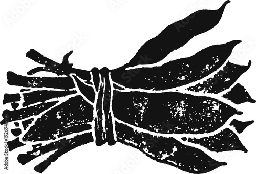 Bunch of fresh asparagus tied with string, vintage engraved botanical vegetable illustration