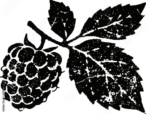 Black raspberry with detailed textured leaves and fruit silhouette illustration