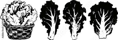 black and white illustrations of leafy lettuce in basket and individual leaves, farm fresh vegetables