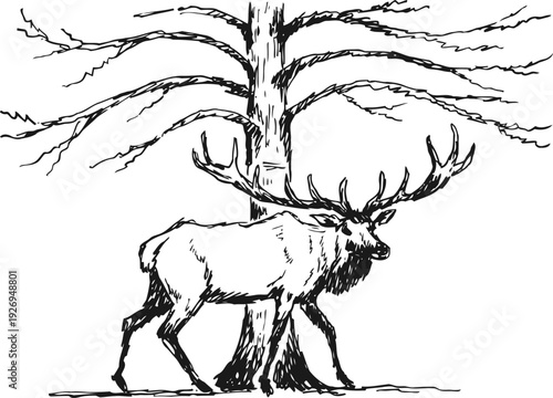 Majestic elk with large antlers walking near a leafless tree in nature wilderness scene