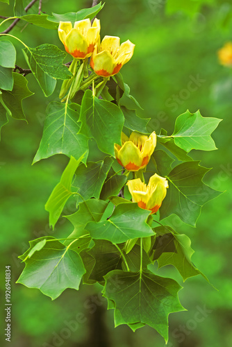 Fotografie Tulip Poplar Flowers, Liriodendron tulipifera
