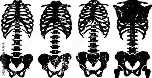 Four black and white human skeleton rib cages and pelvic bones illustrations in different styles