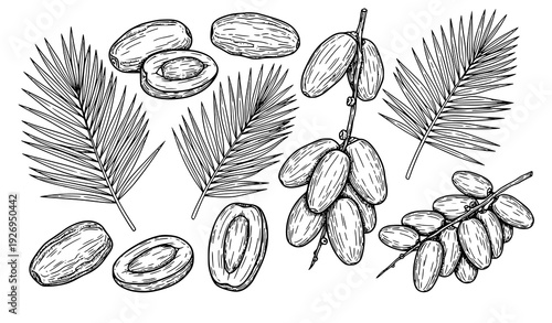 Hand drawn dates fruits and palm leaves outline vector set